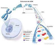 ¿Qué es el ADN y el ARN resumen?
