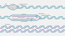 ¿Qué sucedería sin replicación de ADN? - 3 - febrero 23, 2023