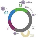 ¿Qué pasa en cada fase del ciclo celular?