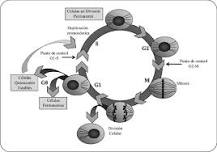¿Cuáles son las 5 fases del ciclo celular g0 G1 S G2 ym?
