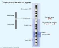 Organizando los Genes: La Localización Cromosómica - 3 - febrero 23, 2023