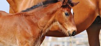 ¿Cuál es el número de cromosomas del caballo?