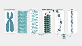 ¿Qué ocurre con el ADN antes de la división celular?