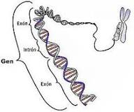 ¿Cuál es el fundamento de la teoria de un gen una enzima?