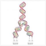 ¿Cómo se relaciona el ADN y los cromosomas con la célula y con la herencia?