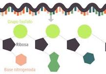 ¿Qué es el ADN y ARN para niños?