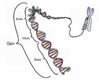 ¿Cuáles son las principales características del código genético?