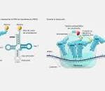 Explorando los Organelos Internos del ARN