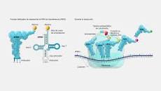 Explorando los Organelos Internos del ARN - 41 - febrero 23, 2023