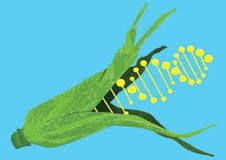 ¿Qué plantas han sido modificadas genéticamente?