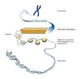 que relacion hay entre el adn y los cromosomas