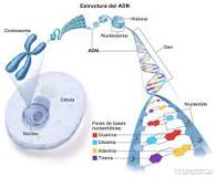 ¿Qué relacion hay entre el ADN y un cromosoma?