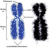¿Qué relacion existe entre el ADN y la cromatina y los cromosomas?