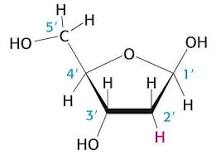 ¿Qué significa el 5 y 3 en la estructura de los ácidos nucleicos?
