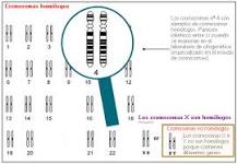 ¿Qué son los Cromosomas Homólogos? - 15 - febrero 23, 2023
