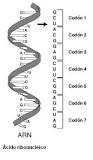 ¿Qué significa que el código genético es universal y no Ambigüo?