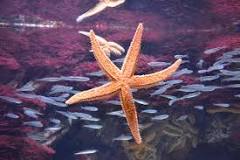 ¿Cómo se alimentan las estrellas de mar?
