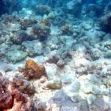 Preservar Arrecifes: Clave para un Clima Estable - 3 - febrero 23, 2023