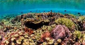 ¿Cuál es la función de los arrecifes de coral?