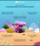 ecosistema marino con corales dibujo