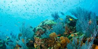 La Maravilla de los Arrecifes de Coral - 3 - febrero 23, 2023