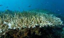 ¿Cuál es la importancia de los arrecifes de coral para los ecosistemas acuaticos?