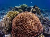 ¿Qué son los corales y qué función cumplen en la vida de los océanos?
