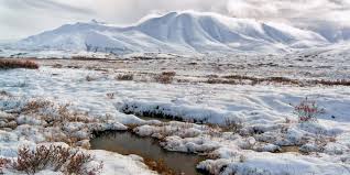 ¿Qué fauna se encuentra en un bioma de tundra?