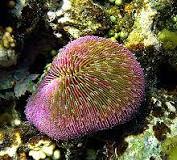 ¿Qué tipos de corales hay en el mar?