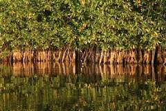 factores bioticos de los manglares
