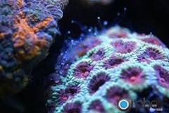 ¿Qué tipo de nutrición tienen los corales y las algas?