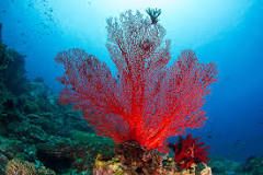 ¿Qué tipo de animal es el coral?