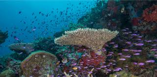 ¿Qué tipo de ecosistema son los arrecifes de coral?