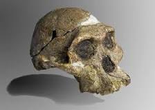 Explorando los Antiguos Australopithecus - 3 - febrero 23, 2023