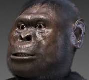 característica del australopithecus