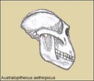 ¿Cómo eran y como vivían los Australopithecus?