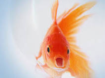 ¡Oh no! ¡Mi pez tiene un hilo colgando! - 3 - febrero 11, 2023