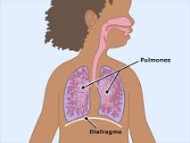 ¿Qué sucede con el nitrógeno del aire que ingresa en el cuerpo?