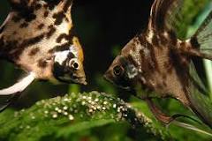 ¿Cómo saber si un pez perico es hembra o macho?
