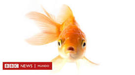 ¿Por qué mi pez Goldfish está haciendo burbujas? - 55 - febrero 12, 2023