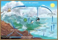 ¿Cuáles son las 4 etapas del ciclo del carbono?