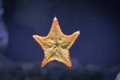 ¿Cuánto tiempo puede durar una estrella de mar fuera del agua?
