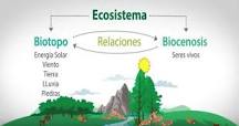 ¿Qué es un ecosistema argumente?