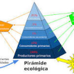 Los Niveles de la Pirámide Ecológica