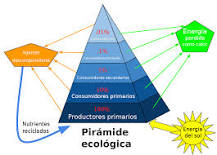 nombre de cada nivel de la pirámide ecológica