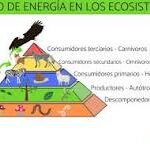 Flujos de Energía y Materia en los Ecosistemas Urbanos y Rurales