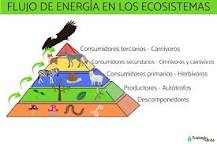 caracteristicas generales y flujos de materia y energia en los ecosistemas natural rural y urbano