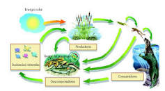 cual es la funcion de los ciclos de la materia en los ecosistemas