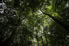 Preservando Quintana Roo: el valor de los ecosistemas. - 3 - febrero 24, 2023