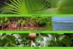 ¿Qué flora y fauna hay en Quintana Roo?